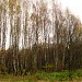 Участок Серебряноборского лесничества в Кунцево (Кунцевский лес) в городе Москва