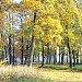 Želdiniai yra Šalčininkai mieste