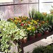 Plants shop (en) in Praha city