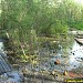 Сфагновая сплавина на Святом озере в городе Москва