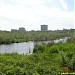 Сфагновая сплавина на Святом озере в городе Москва