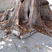 The Aoyama Ficus