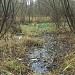 Болотце в городе Москва