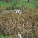 Крошечное болотце в городе Москва