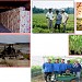 Ladang Institut Pertanian Kuala Lipis di bandar Kuala Lipis