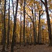 Glen Helen Nature Preserve in Yellow Springs, Ohio city