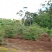 1ª Nascente do Ribeirão Amoreira na Rolândia city