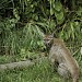 Florida Panther National Wildlife Refuge