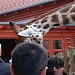 Giraffes (nl) in Budapest city