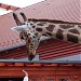 Giraffes (nl) in Budapest city