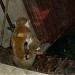 Nocturnal and marsupials (nl) in Budapest city