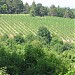 Vineyard