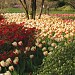 Sherwood Gardens in Baltimore, Maryland city