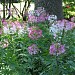 Sherwood Gardens in Baltimore, Maryland city