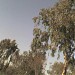 Tasil