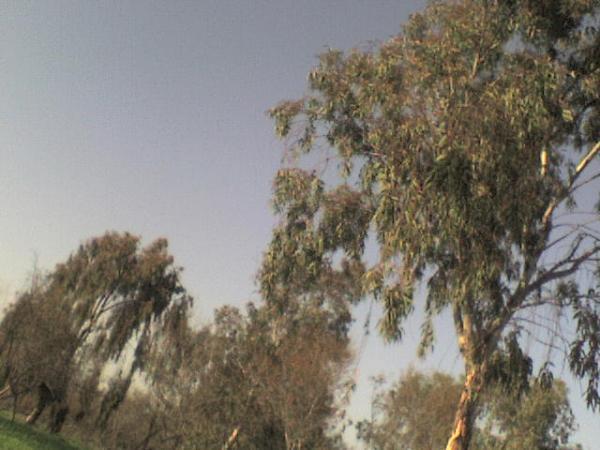 Tasil