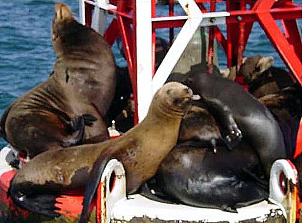 Seal Buoy