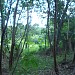 Bosque da Vidrolandia na Rolândia city