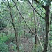 Bosque da Vidrolandia na Rolândia city