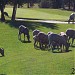 The Springs Golf Course in Radium Hot Springs, British Columbia city