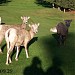The Springs Golf Course in Radium Hot Springs, British Columbia city
