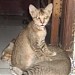 B2 - 46 Riri dan Enny di sini ama kucing2 di kota Bekasi