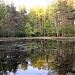 Сосновый (Собачий) пруд в городе Москва