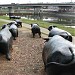 Carabao Statues in Marikina city