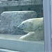 Polar bears in Budapest city