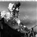 Kamikaze Attack - November 25th, 1944 in New York City, New York city