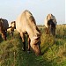 Dabas liegums “Lielupes palienes pļavas” in Jelgava city