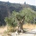 Blat, 1296 in Chekka city