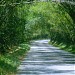 Bamboo Avenue
