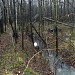 Река Нищенка (участок от ал. Пролетарского входа до Первомайской аллеи) в городе Москва