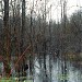 Swamp