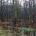 Swamp