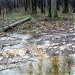 Пересечение притока Нищенки с Елагинским проспектом в городе Москва