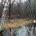 Swamp