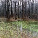 Swamp