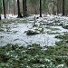 Переходное болото в городе Москва