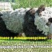 Система цветников «Большая картина полей» в городе Москва