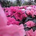 Бывший тепличный комбинат совхоза 