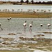 Bird sanctuary in Aden City city