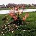 Верхний Черневский пруд в городе Москва