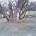 Вросшая в дерево водоразборная колонка в городе Москва