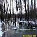 Swamp