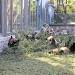 Giant Panda Area in Beijing city
