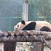 Giant Panda Area in Beijing city