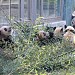Giant Panda Area in Beijing city