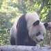 Giant Panda Area in Beijing city